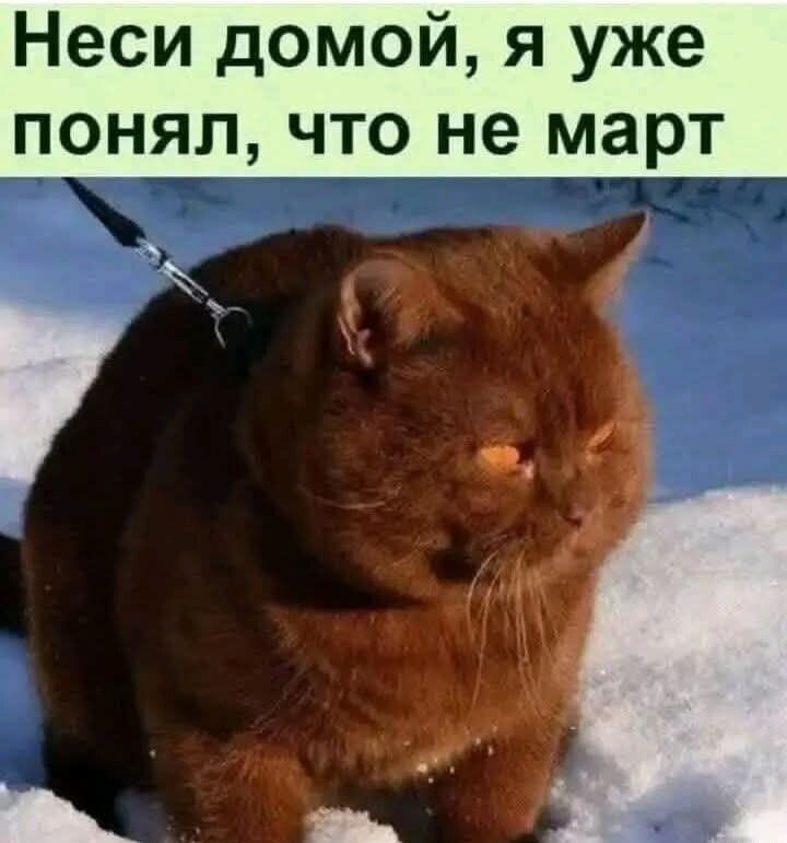 Неси домой, я уже понял, что не март