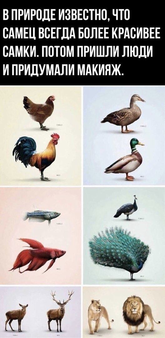 В ПРИРОДЕ ИЗВЕСТНО, ЧТО САМЕЦ ВСЕГДА БОЛЕЕ КРАСИВЕЕ САМКИ. ПОТОМ ПРИШЛИ ЛЮДИ И ПРИДУМАЛИ МАКИЯЖ.