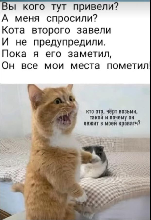 Вы кого тут привели?
А меня спросили?
Кота второго завели
И не предупредили.
Пока я его заметил,
Он все мои места пометил

кто это, чёрт возьми, такой и почему он лежит в моей кровати?