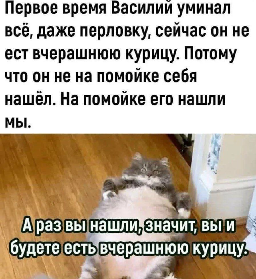 Первое время Василий уминал всё, даже перловку, сейчас он не ест вчерашнюю курицу. Потому что он не на помойке себя нашёл. На помойке его нашли мы. А раз вы нашли, значит, вы и будете есть вчерашнюю курицу.