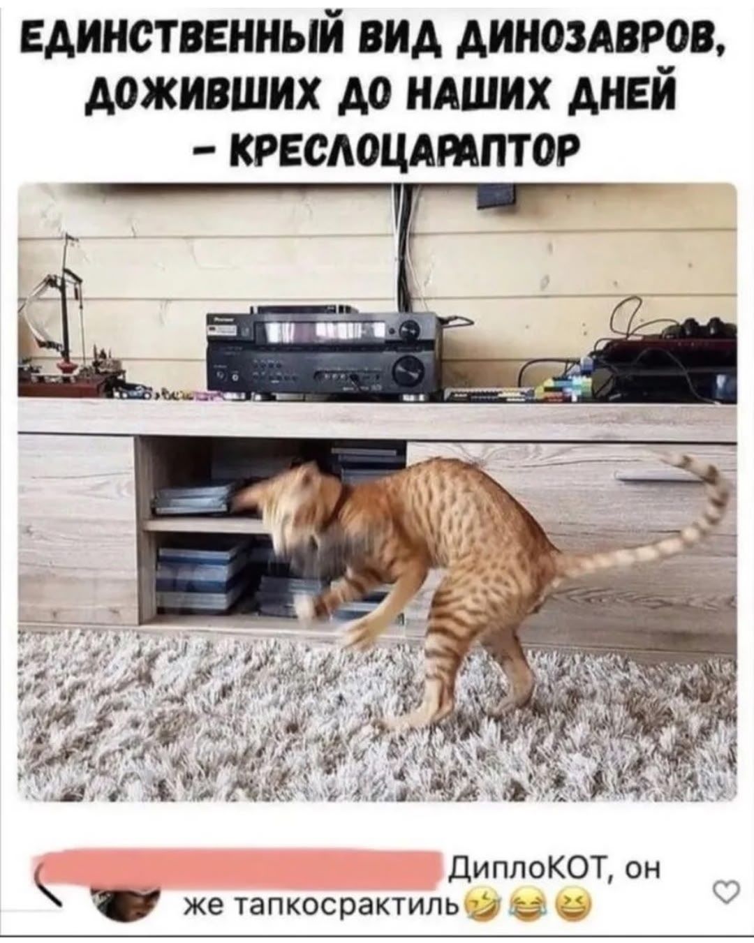 Единственный вид динозавров, доживших до наших дней — креслокараптор. Диплокот, он же тапкоскракт.