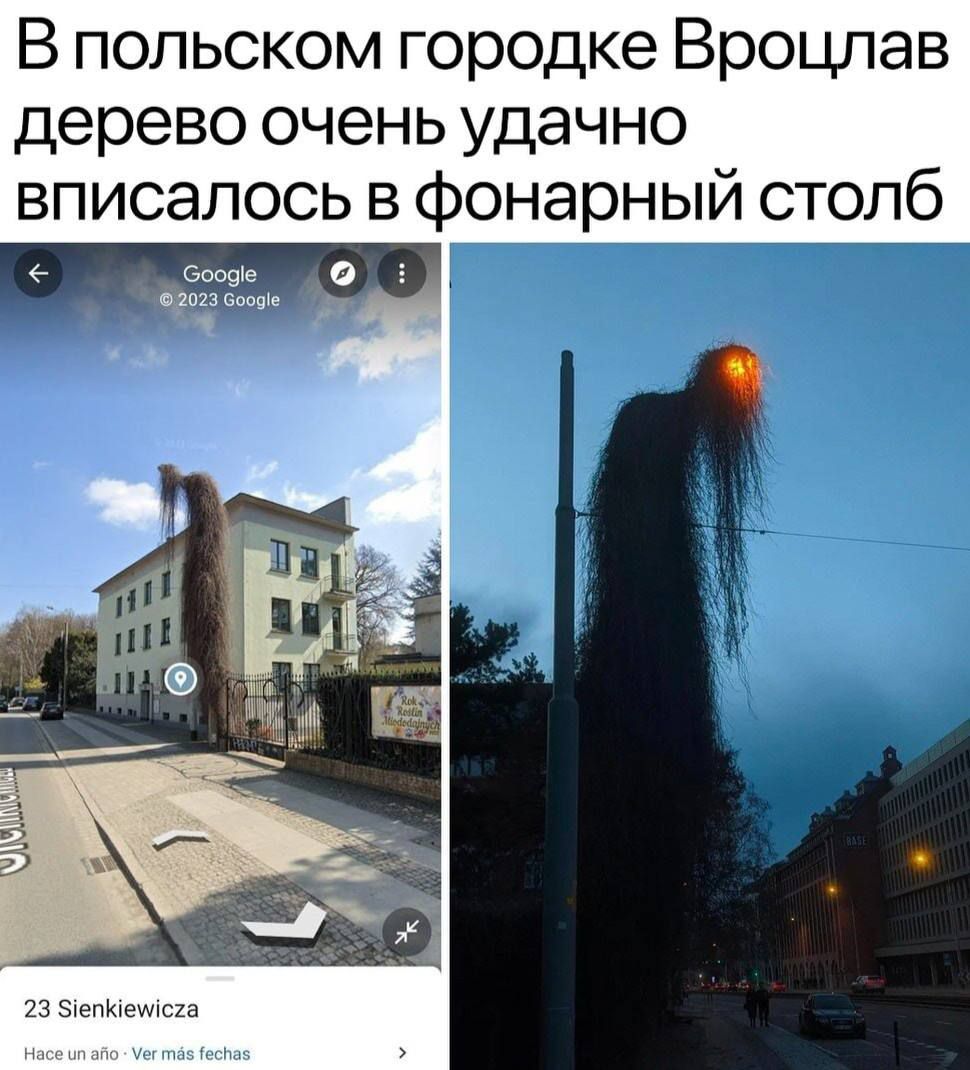 В польском городке Вроцлав дерево очень удачно вписалось в фонарный столб