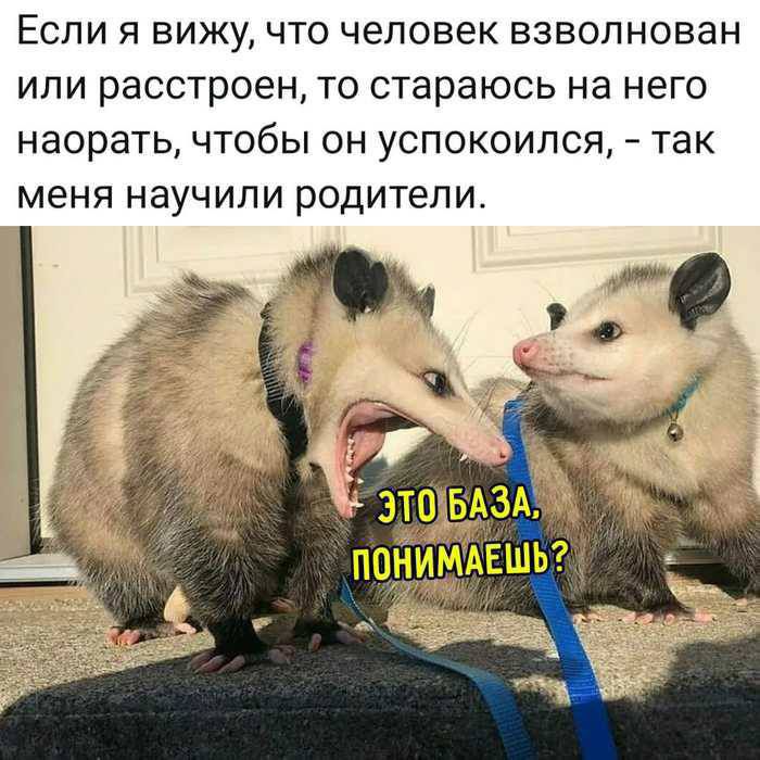 Если я вижу, что человек взволнован или расстроен, то стараюсь на него наорать, чтобы он успокоился, - так меня научили родители.\nЭТО БАЗА, ПОНИМАЕШЬ?