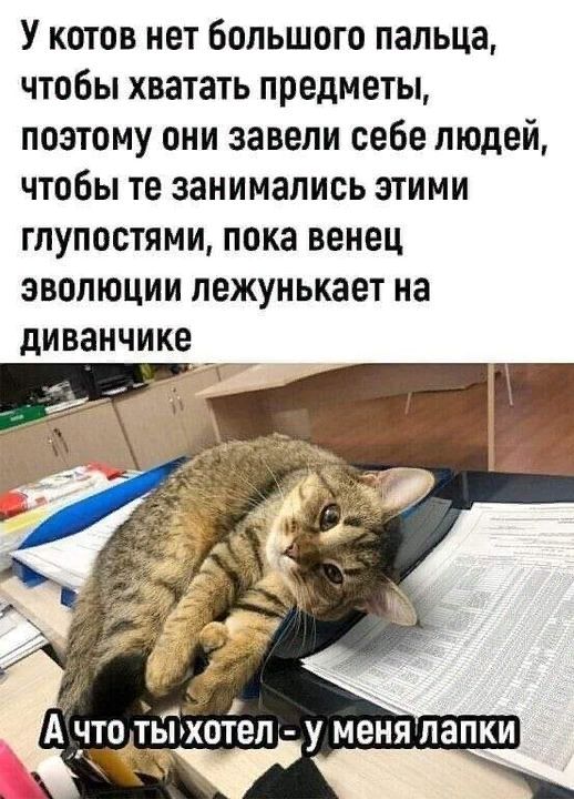 У котов нет большого пальца, чтобы хватать предметы, поэтому они завели себе людей, чтобы те занимались этими глупостями, пока венец эволюции лежит на диванчике

А что ты хотел - у меня лапки