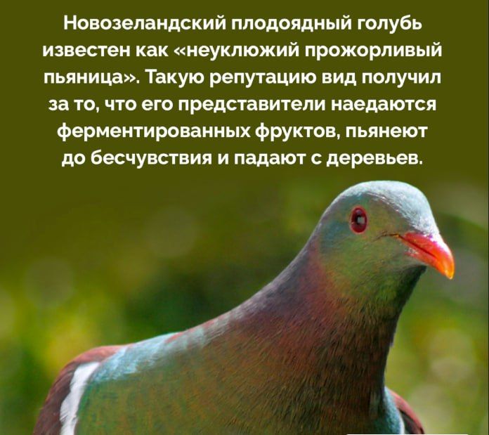Новозеландский плодоядный голубь известен как «неуклюжий прожорливый пьяница». Такую репутацию вид получил за то, что его представители наедаются ферментированных фруктов, пьянеют до бесчувствия и падают с деревьев.