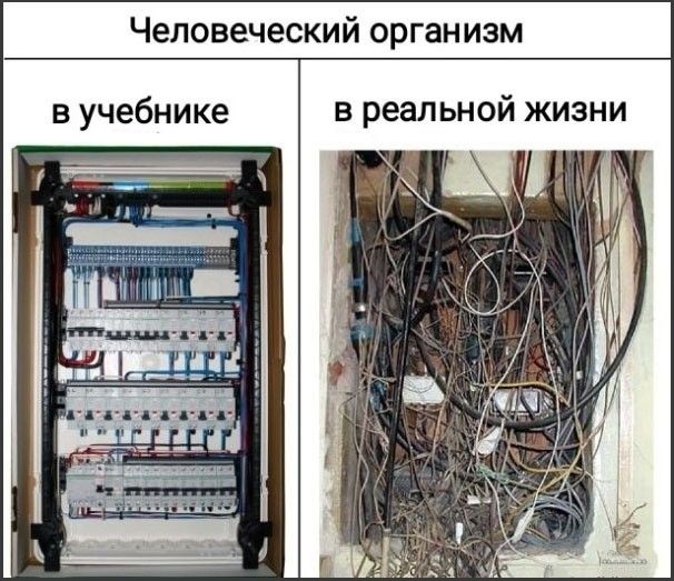 Человеческий организм

в учебнике

в реальной жизни