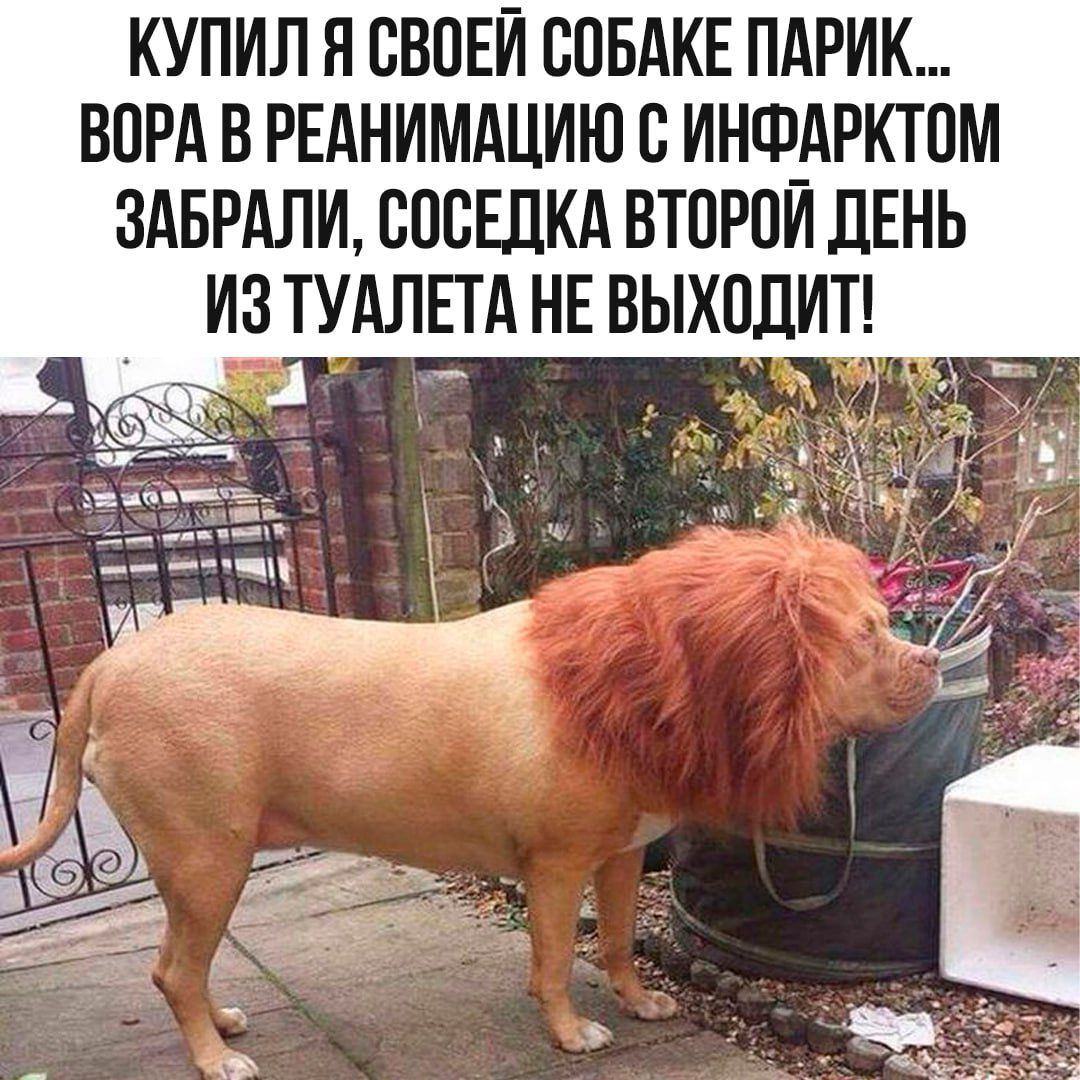 КУПИЛ Я СОБОЙ СОБАКЕ ПАРИК... ВОРА В РЕАНИМАЦИЮ С ИНФАРКТОМ ЗАБРАЛИ, СОСЕДКА ВТОРОЙ ДЕНЬ ИЗ ТУАЛЕТА НЕ ВЫХОДИТ!