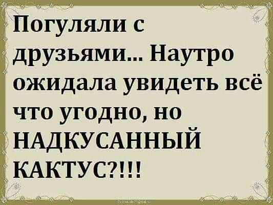 Погуляли с друзьями... Наутро ожидала увидеть всё что угодно, но надкусанный кактус?!!!