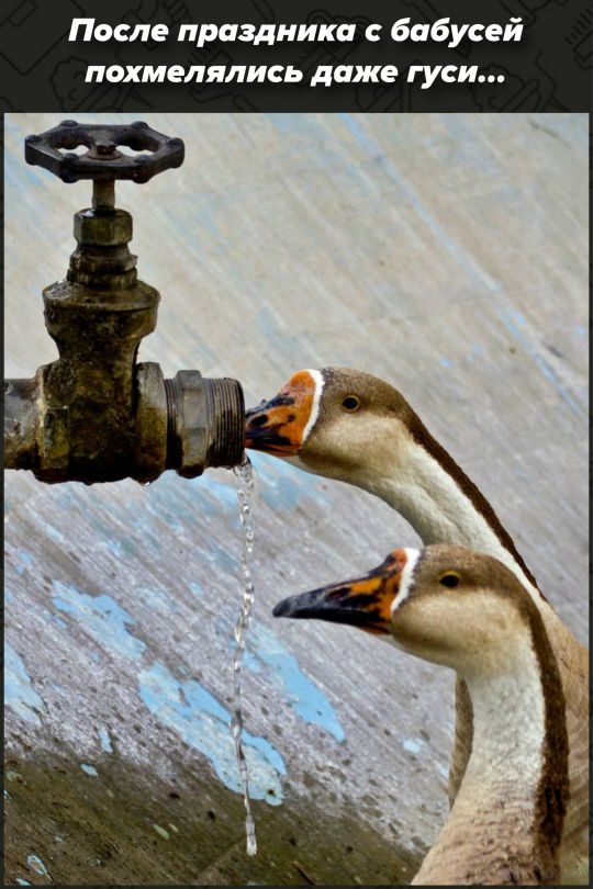 После праздника с бабусей похмелались даже гуси...