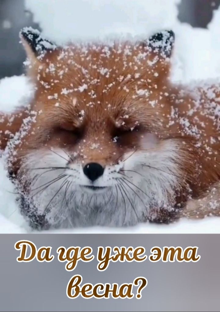 Да где уже эта весна?