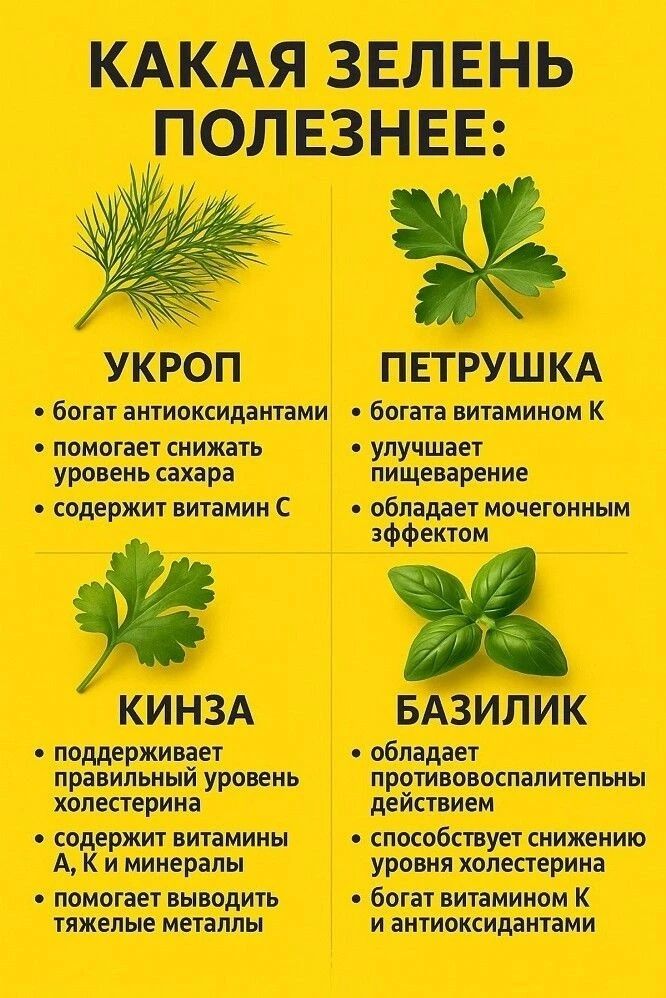 КАКАЯ ЗЕЛЕНЬ ПОЛЕЗНЕЕ:\n\nУКРОП\n• богат антиоксидантами\n• помогает снизить уровень сахара\n• содержит витамин С\n\nПЕТРУШКА\n• богат витамином К\n• улучшает пищеварение\n• обладает мочегонным эффектом\n\nКИНЗА\n• поддерживает правильный уровень холестерина\n• содержит витамины A, K и минералы\n• помогает выводить тяжелые металлы\n\nБАЗИЛИК\n• обл