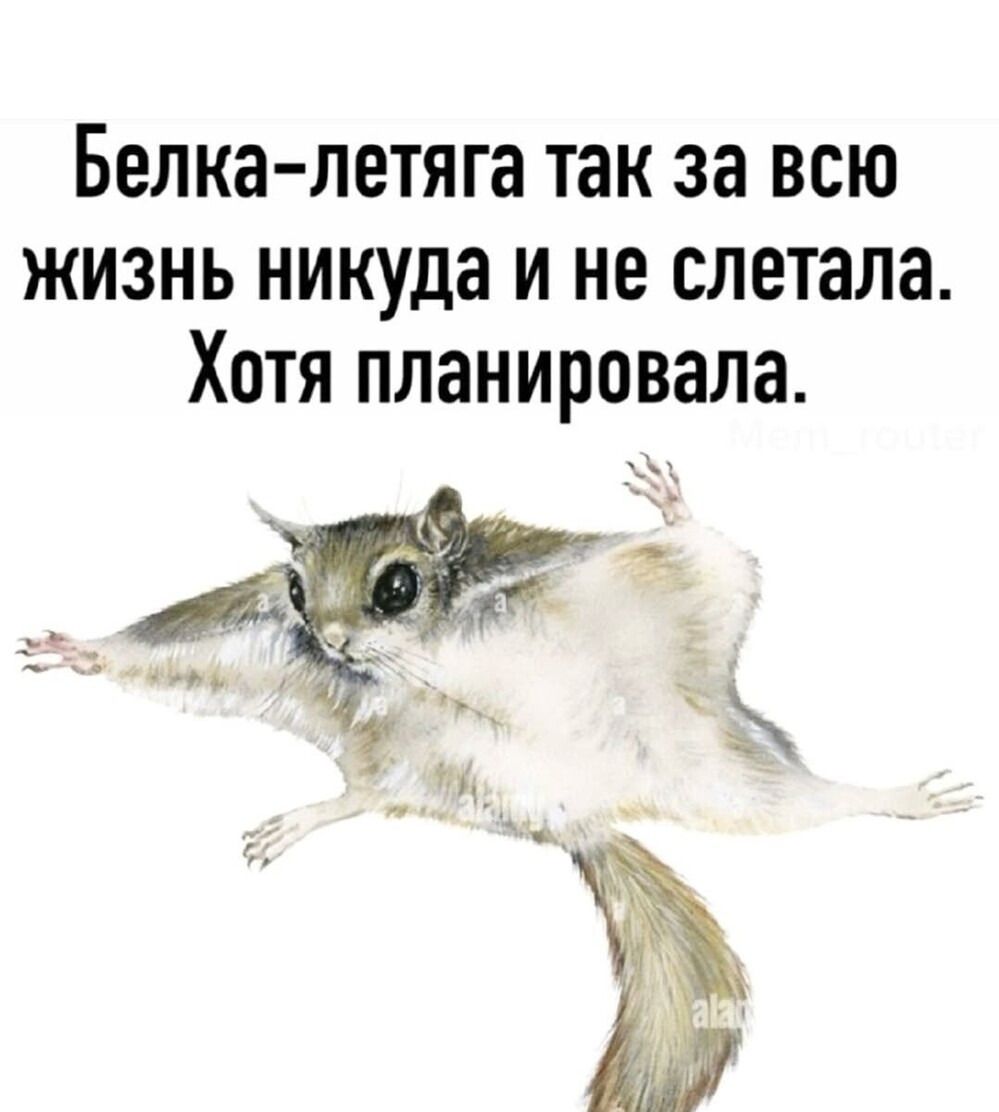 Белка-летяга так за всю жизнь никуда и не слетала. Хотя планировала.