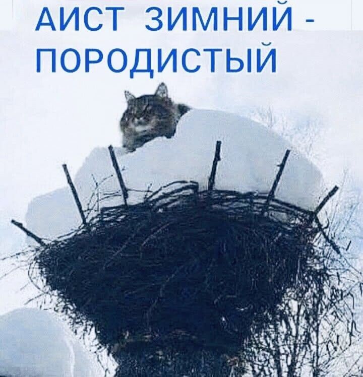 АИСТ ЗИМНИЙ - ПОРОДИСТЫЙ