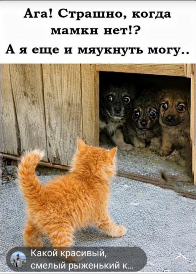 Ага! Страшно, когда мамки нет!? А я еще и мяукнуть могу..