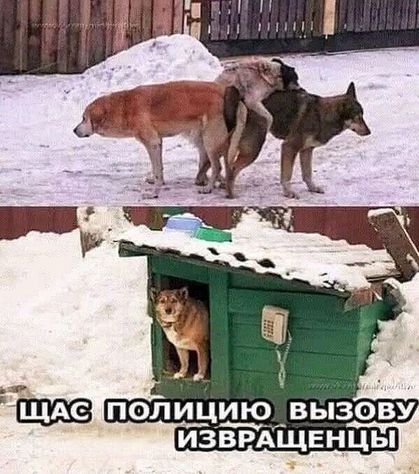 Щас полицию вызову извращенцы