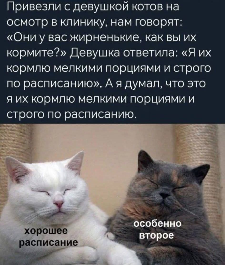 Привезли с девушкой котов на осмотр в клинику, нам говорят: «Они у вас жирненькие, как вы их кормите?» Девушка ответила: «Я их кормлю мелкими порциями и строго по расписанию». А я думал, что это я их кормлю мелкими порциями и строго по расписанию.

хорошее расписание
особенно второе