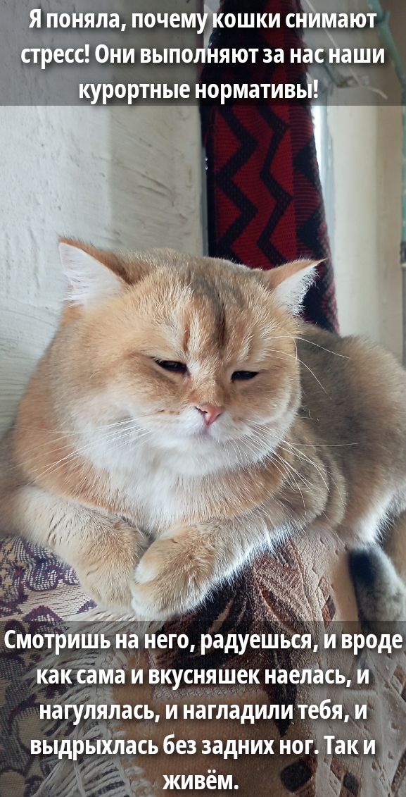 Я поняла, почему кошки снимают стресс! Они выполняют за нас наши курортные нормативы!\nСмотришь на него, радуешься, и вроде как сама и вкусняшек наелась, и нагулялась, и нагладили тебя, и выдрыхлась без задних ног. Так и живём.