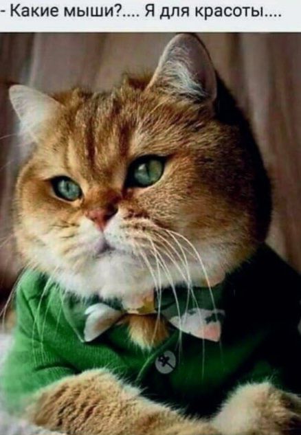 - Какие мыши?... Я для красоты....