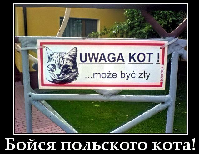 UWAGA KOT! ... może być zły
Бойся польского кота!