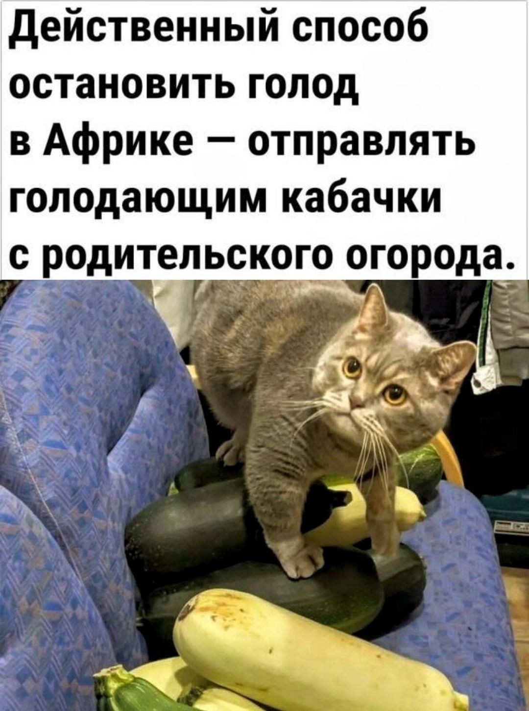 Действенный способ остановить голод в Африке – отправлять голодающим кабачки с родительского огорода.