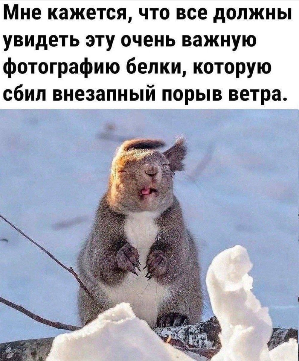 Мне кажется, что все должны увидеть эту очень важную фотографию белки, которую сбил внезапный порыв ветра.