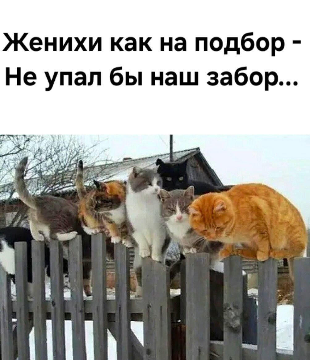 Женихи как на подбор - Не упал бы наш забор...