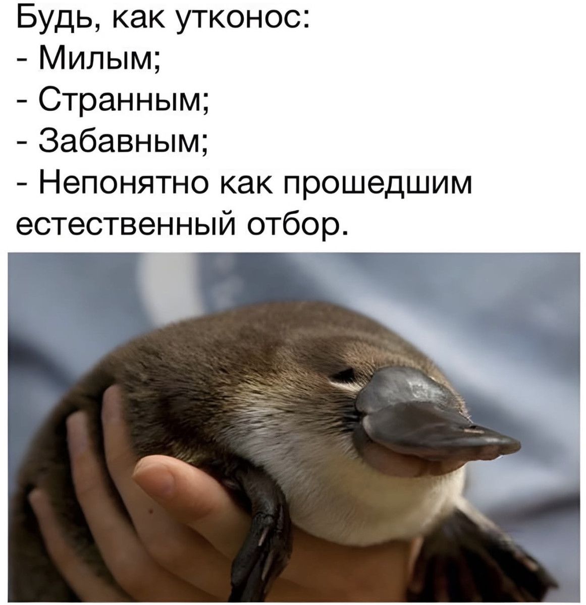 Будь, как утконос:
- Милым;
- Странным;
- Забавным;
- Непонятно как прошедшим естественный отбор.