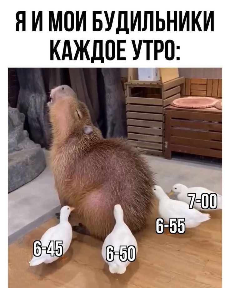 Я И МОИ БУДИЛЬНИКИ КАЖДОЕ УТРО:
6-45
6-50
6-55
7-00