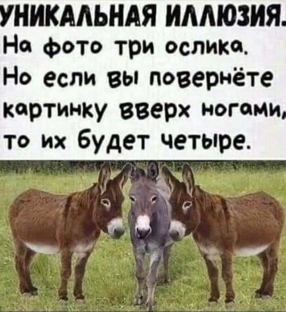 УНИКАЛЬНАЯ ILЛЮЗИЯ. На фото три ослика. Но если вы повернёте картинку вверх ногами, то их будет четыре.