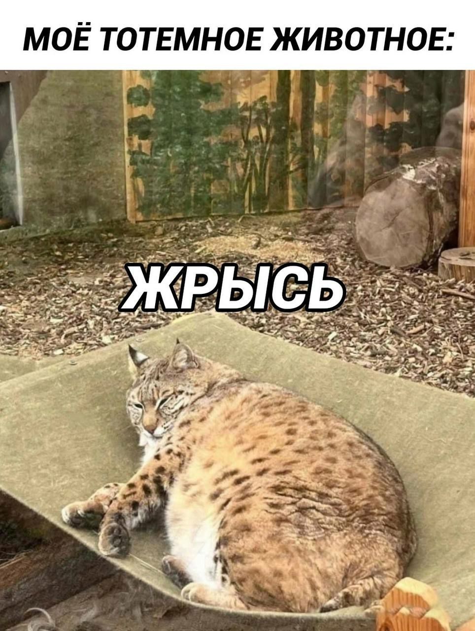 МОЁ ТОТЕМНОЕ ЖИВОТНОЕ:
ЖРЫСЬ