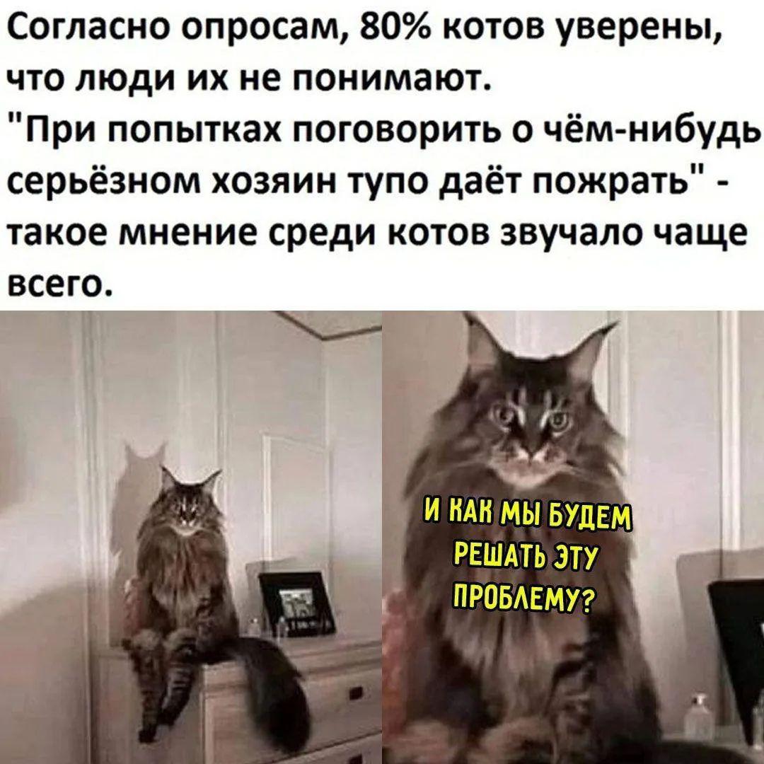 Согласно опросам, 80% котов уверены, что люди их не понимают. 