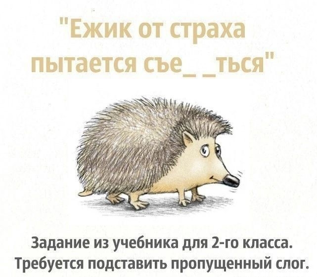 Ёжик от страха пытается сжаться