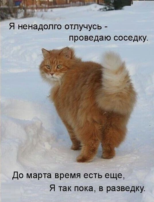 Я ненадолго отлучусь - проведаю соседку. До марта время есть еще, Я так пока, в разведку.