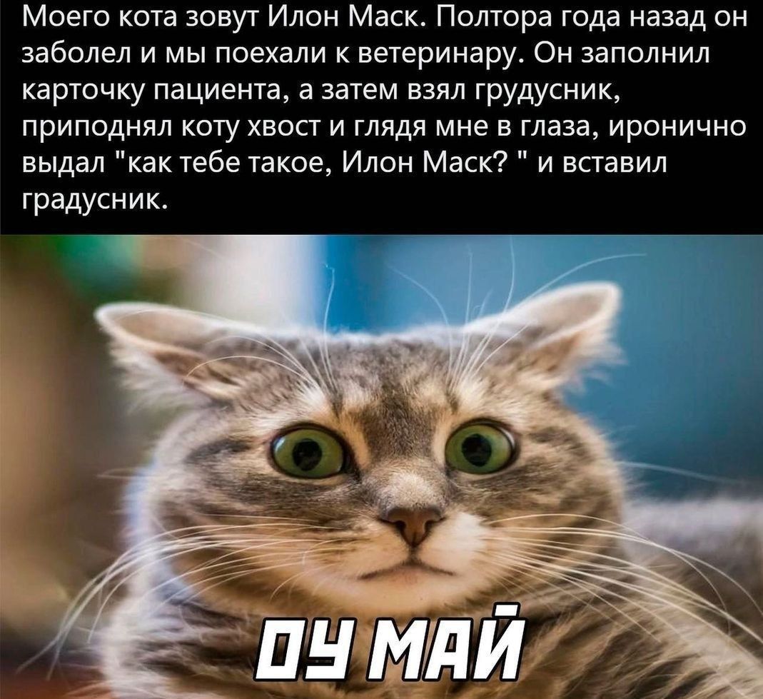 Моего кота зовут Илон Маск. Полтора года назад он заболел и мы поехали к ветеринару. Он заполнил карточку пациента, а затем взял грудник, приподнял коту хвост и глядя мне в глаза, иронично выдал: «как тебе такое, Илон Маск?» и вставил градусник.