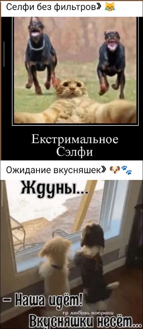 Селфи без фильтров 😺 Экстримальное Сэльфи Ожидание вкусняшек 😺🐾 Ждучи... Наша идём! Вкусняшки несёт