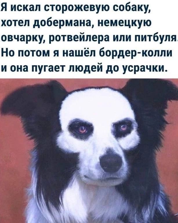 Я искал сторожевую собаку, хотел добермана, немецкую овчарку, ротвейлера или питбула Но потом я нашёл бордер-колли и она пугает людей до усрачки.