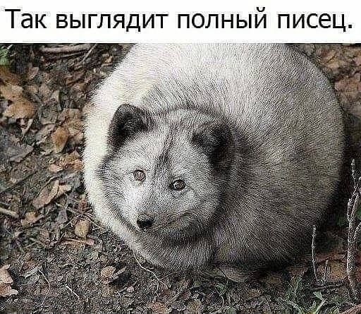 Так выглядит полный писец.