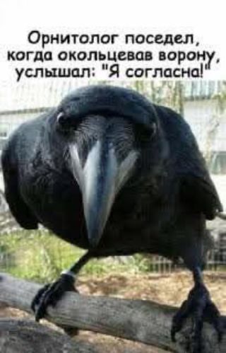 Орнитолог поседел, когда окольцевал ворону, услышал: 