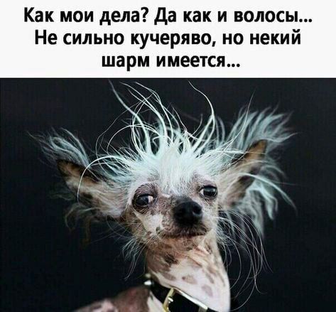 Как мои дела? Да как и волосы... Не сильно кучеряво, но некий шарм имеется...