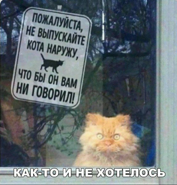 Пожалуйста, не выпускайте кота наружу, что бы он вам ни говорил! Как-то и не хотелось.