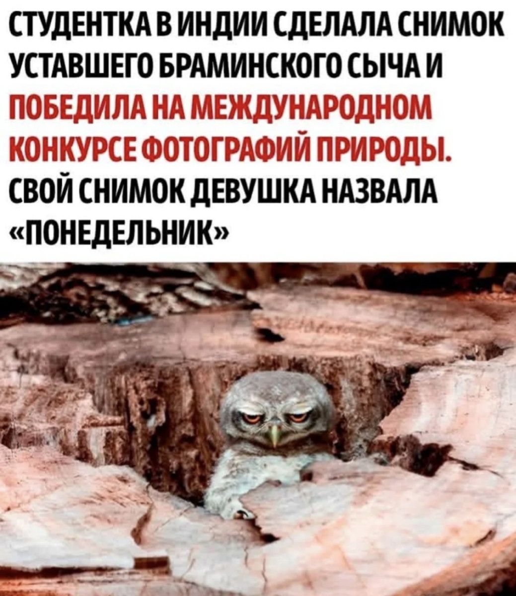 СТУДЕНТКА В ИНДИИ СДЕЛАЛА СНИМОК УСТАВШЕГО БРАМИНСКОГО СЫЧА И ПОБЕДИЛА НА МЕЖДУНАРОДНОМ КОНКУРСЕ ФОТОГРАФИЙ ПРИРОДЫ. СВОЙ СНИМОК ДЕВУШКА НАЗВАЛА «ПОНЕДЕЛЬНИК»
