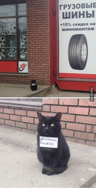 ГРУЗОВЫЕ ШИНЫ
+10% скидка на шиномонтаж

Кот с табличкой: Михаил