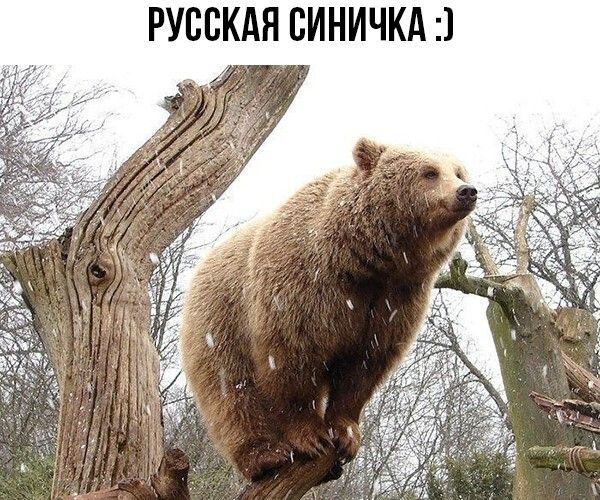 РУССКАЯ СИНИЧКА :)