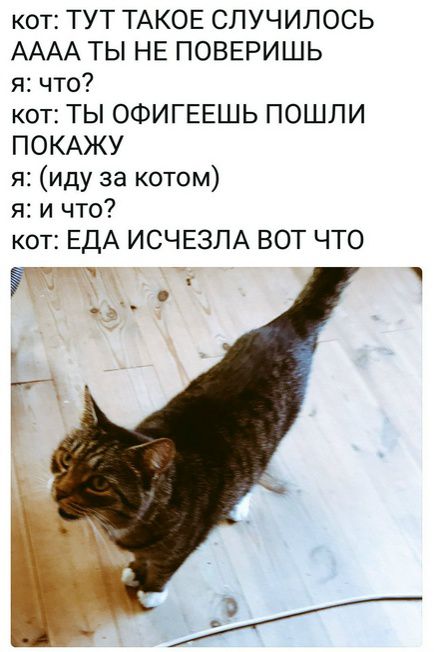 кот: ТУТ ТАКОЕ СЛУЧИЛОСЬ
АААА ТЫ НЕ ПОВЕРИШЬ
я: что?
кот: ТЫ ОФИГЕЕШЬ ПОШЛИ ПОКАЖУ
я: (иду за котом)
я: и что?
кот: ЕДА ИСЧЕЗЛА ВОТ ЧТО