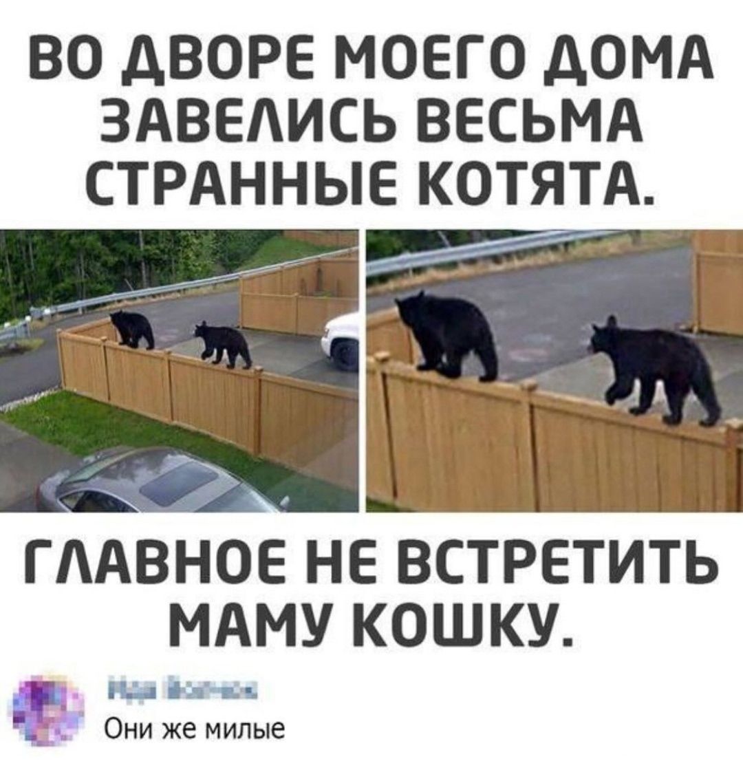 ВО ДВОРЕ МОЕГО ДОМА ЗАВЕЛИСЬ ВЕСЬМА СТРАННЫЕ КОТЯТА. 
ГЛАВНОЕ НЕ ВСТРЕТИТЬ МАМУ КОШКУ. 
Они же милые