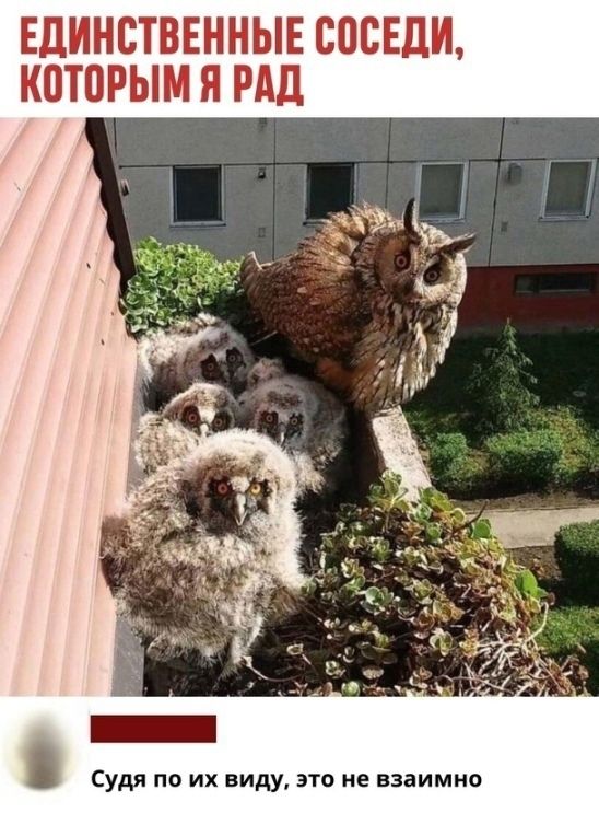 ЕДИНСТВЕННЫЕ СОСЕДИ, КОТОРЫМ Я РАД
Судя по их виду, это не взаимно