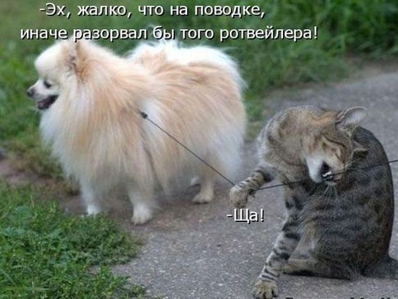 -Эх, жалко, что на поводке, иначе разорвал бы того ротвейлера!
-Ща!