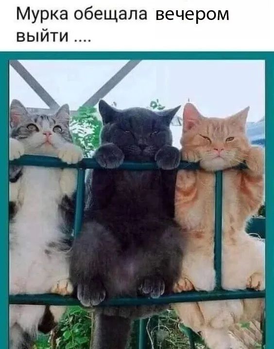 Мурка обещала вечером выйти ....