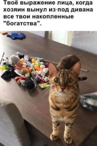 Твоё выражение лица, когда хозяин вынул из-под дивана все твои накопленные богатства.