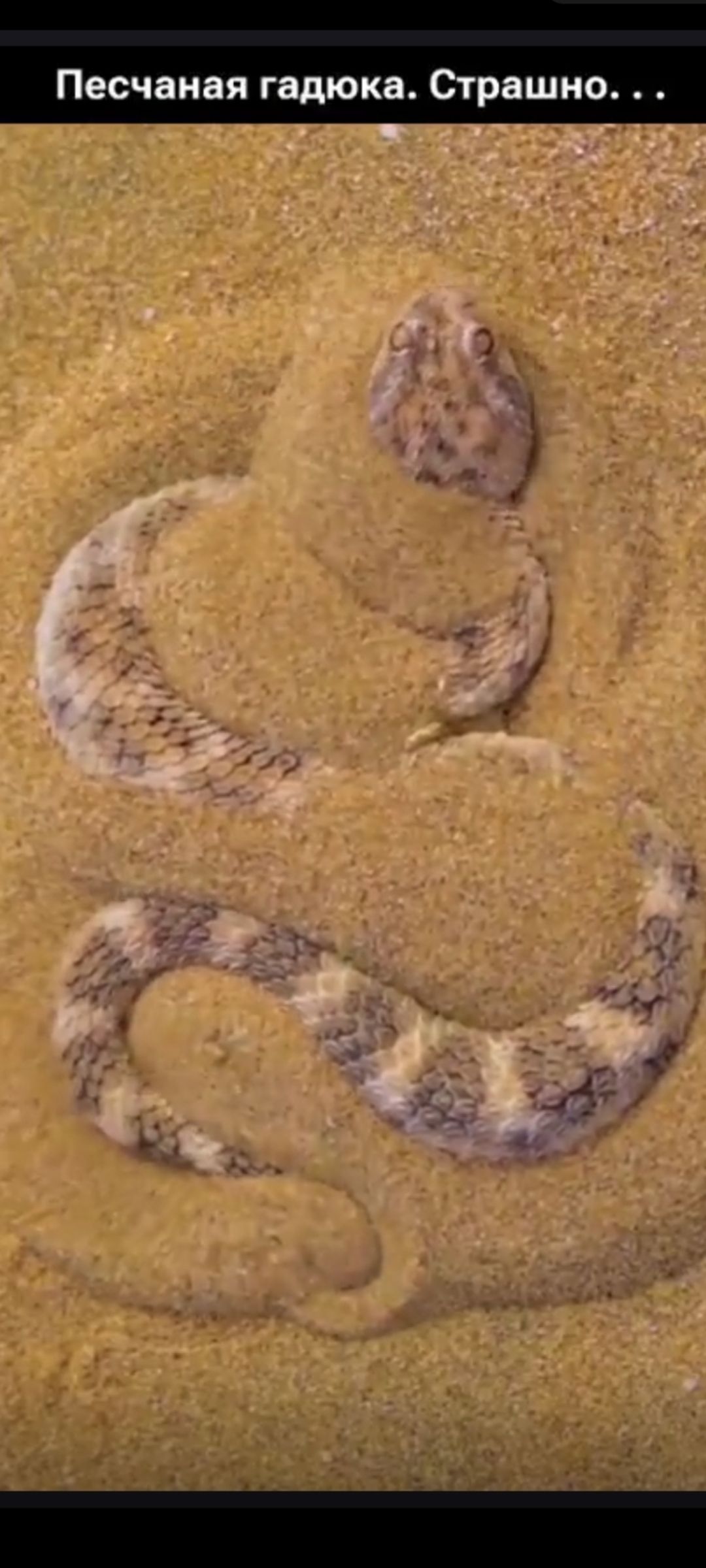Песчаная гадюка. Страшно...